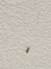 Chironomidae