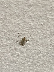 Chironomidae