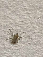 Chironomidae