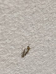 Chironomidae