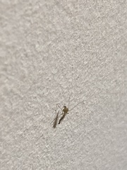 Chironomidae