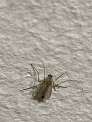 Chironomidae