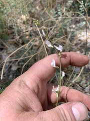 Astragalus remotus