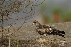 Milvus migrans