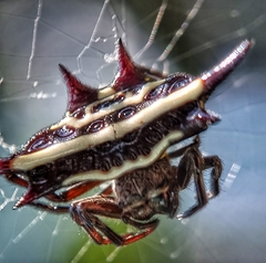 Gasteracantha doriae