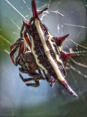 Gasteracantha doriae