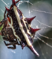 Gasteracantha doriae