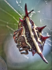 Gasteracantha doriae