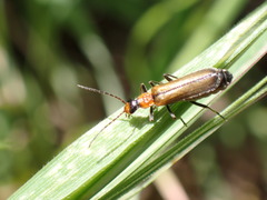 Podabrus cavicollis