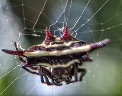 Gasteracantha doriae