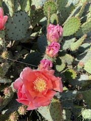 Opuntia aciculata