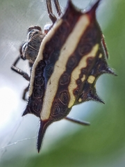 Gasteracantha doriae