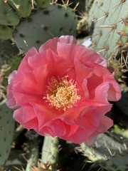 Opuntia aciculata