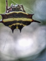 Gasteracantha doriae