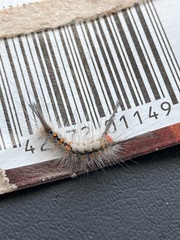 Orgyia detrita