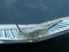 Orgyia detrita