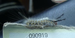 Orgyia detrita