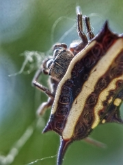 Gasteracantha doriae