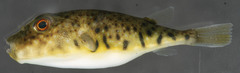 Northern Puffer photo 4