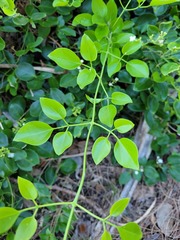 Jasminum didymum racemosum