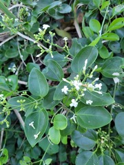 Jasminum didymum racemosum