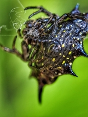 Gasteracantha doriae