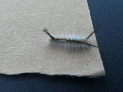 Orgyia detrita