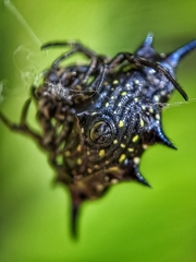 Gasteracantha doriae