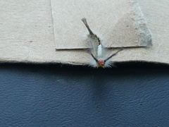 Orgyia detrita
