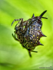 Gasteracantha doriae