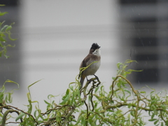 Pycnonotus xanthorrhous