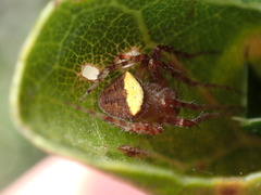 Araneus montereyensis