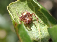 Araneus montereyensis