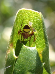 Araneus montereyensis