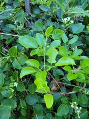 Jasminum didymum racemosum