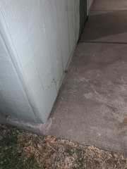 Theridiidae