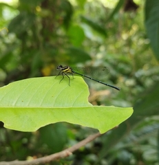 Onychargia atrocyana