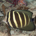 Pacific Sailfin Tang - Photo (c) Rickard Zerpe, some rights reserved (CC BY)