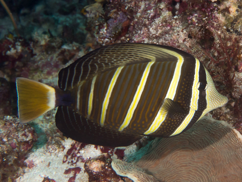 Pacific Sailfin Tang