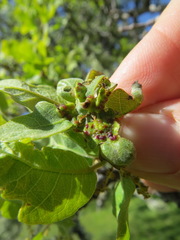 Neuroterus saltatorius