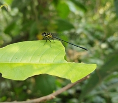 Onychargia atrocyana