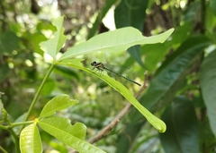 Onychargia atrocyana