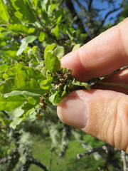 Neuroterus saltatorius