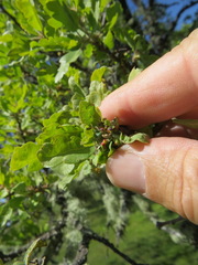 Neuroterus saltatorius