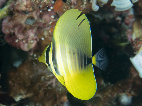 Pacific Sailfin Tang