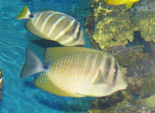 Pacific Sailfin Tang