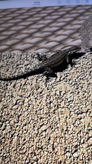 Urosaurus ornatus