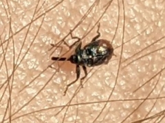 Anthonomus suturalis