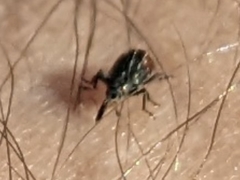 Anthonomus suturalis