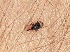 Anthonomus suturalis